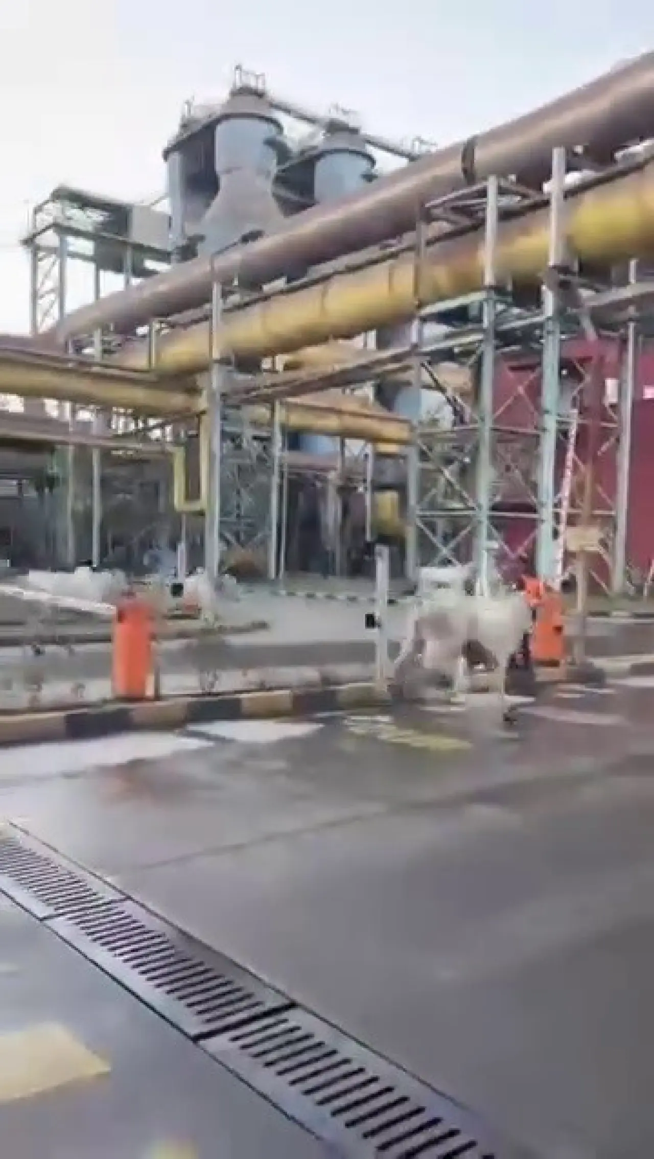 Hatay’da eşine az rastlanır olay! Tır devrildi, anguslar şehri bastı! 3