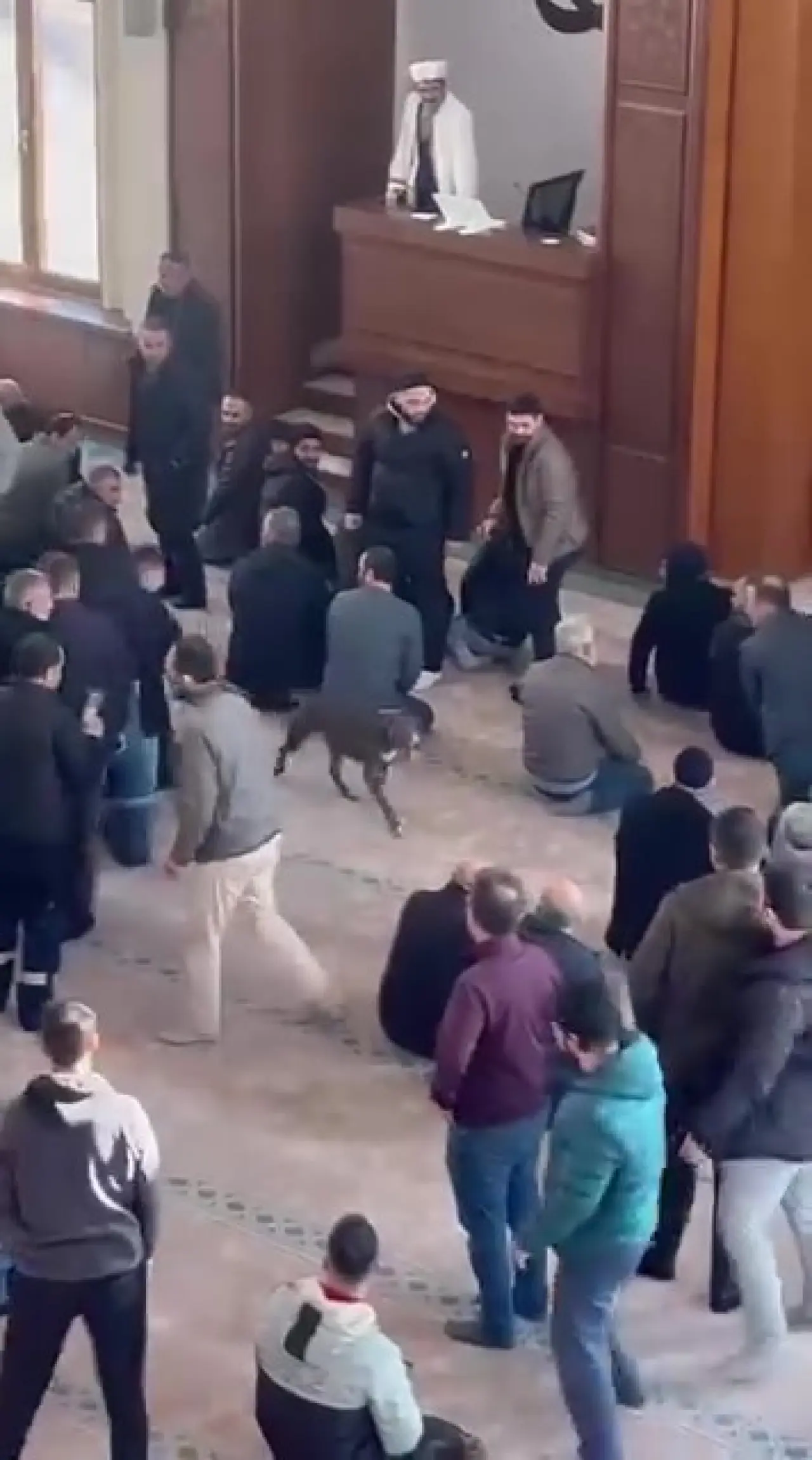 Kocaeli’de cuma namazı vakti camiye pitbull girdi! Cemaat korku dolu anlar yaşadı 3