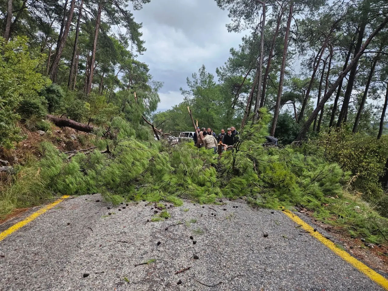 Muğla’da doğa felaketi! Dev çam ağaçları yolu kapattı 1