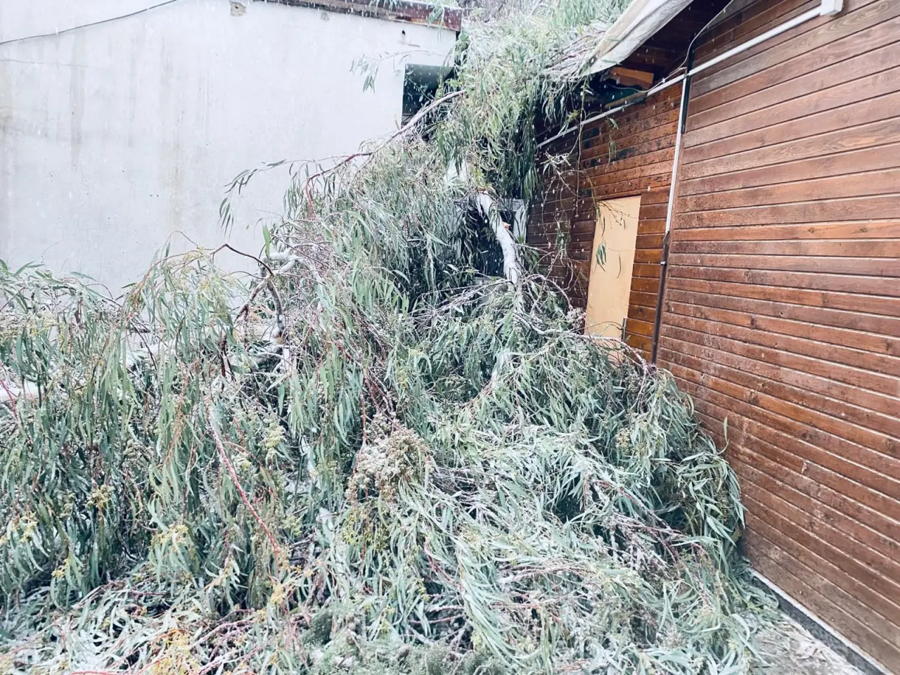 Karın ağırlığı yetti! Birecik’te ağaçlar çöktü, araçlar pert oldu 2
