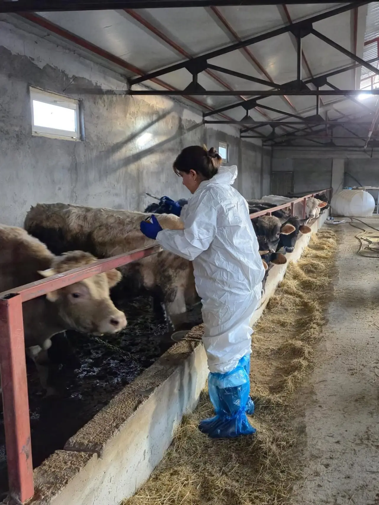 Sivas’ta Şap Hastalığına Karşı Rapel Aşılama Çalışmaları Devam Ediyor 3