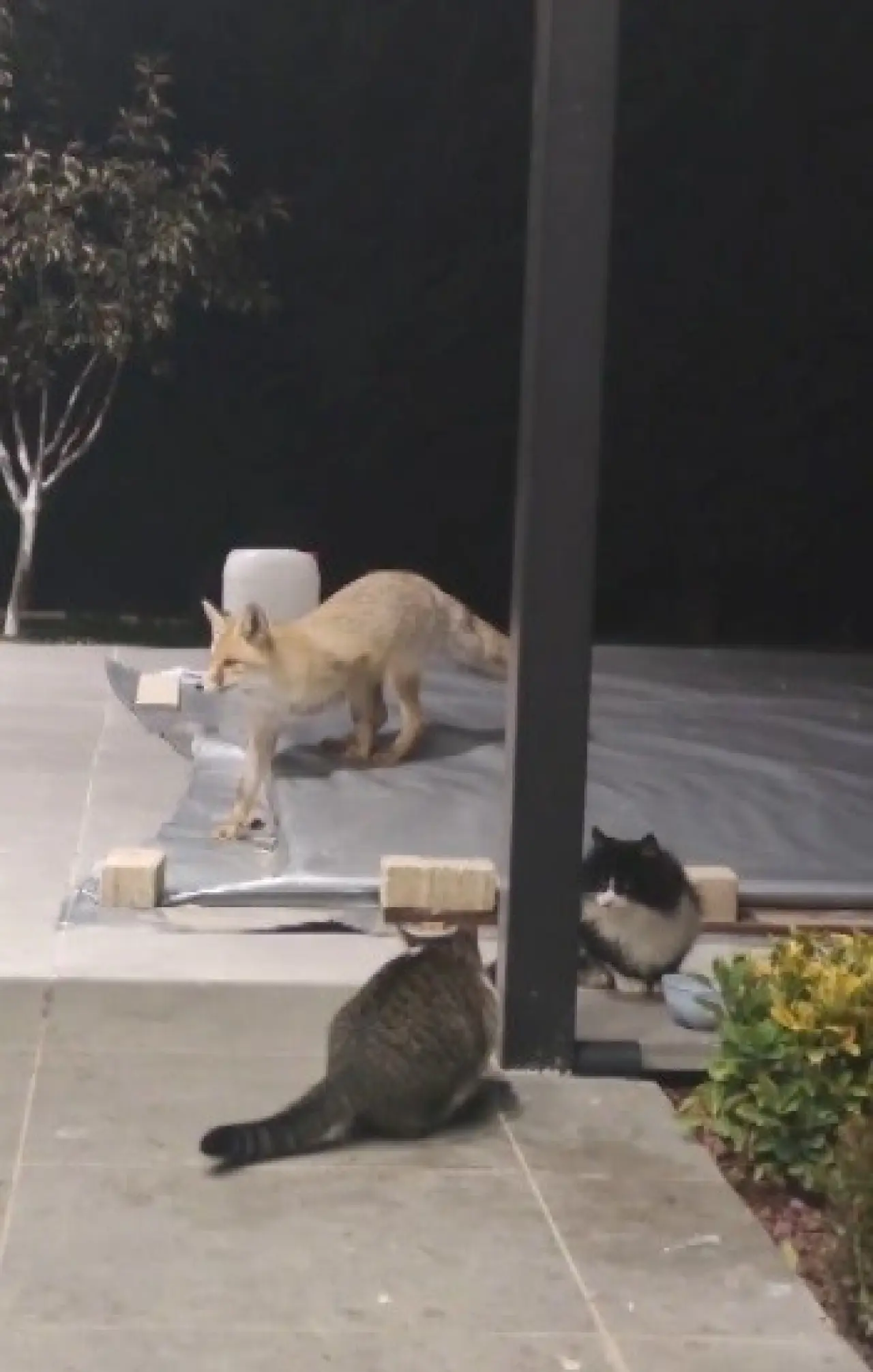 Tilki mamaya geldi, kedi tokadıyla geri döndü! 1