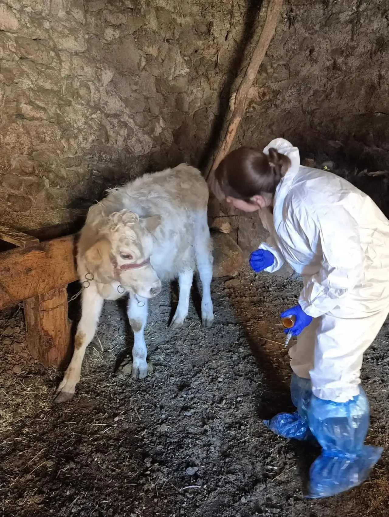 Sivas’ta Şap Hastalığına Karşı Rapel Aşılama Çalışmaları Devam Ediyor 4