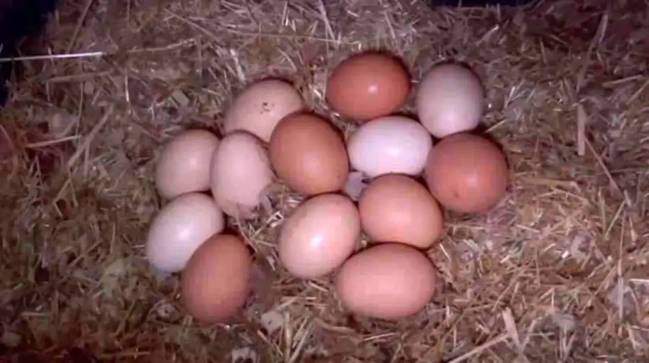 Tavuklarına müzik dinletti, verimi katladı 2