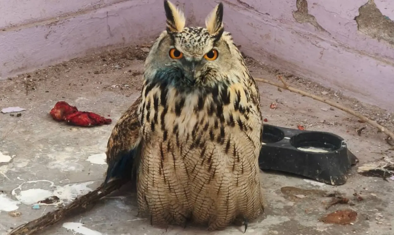 Nesli tükenmekte olan baykuş jandarmanın şefkatiyle kurtarıldı! 2
