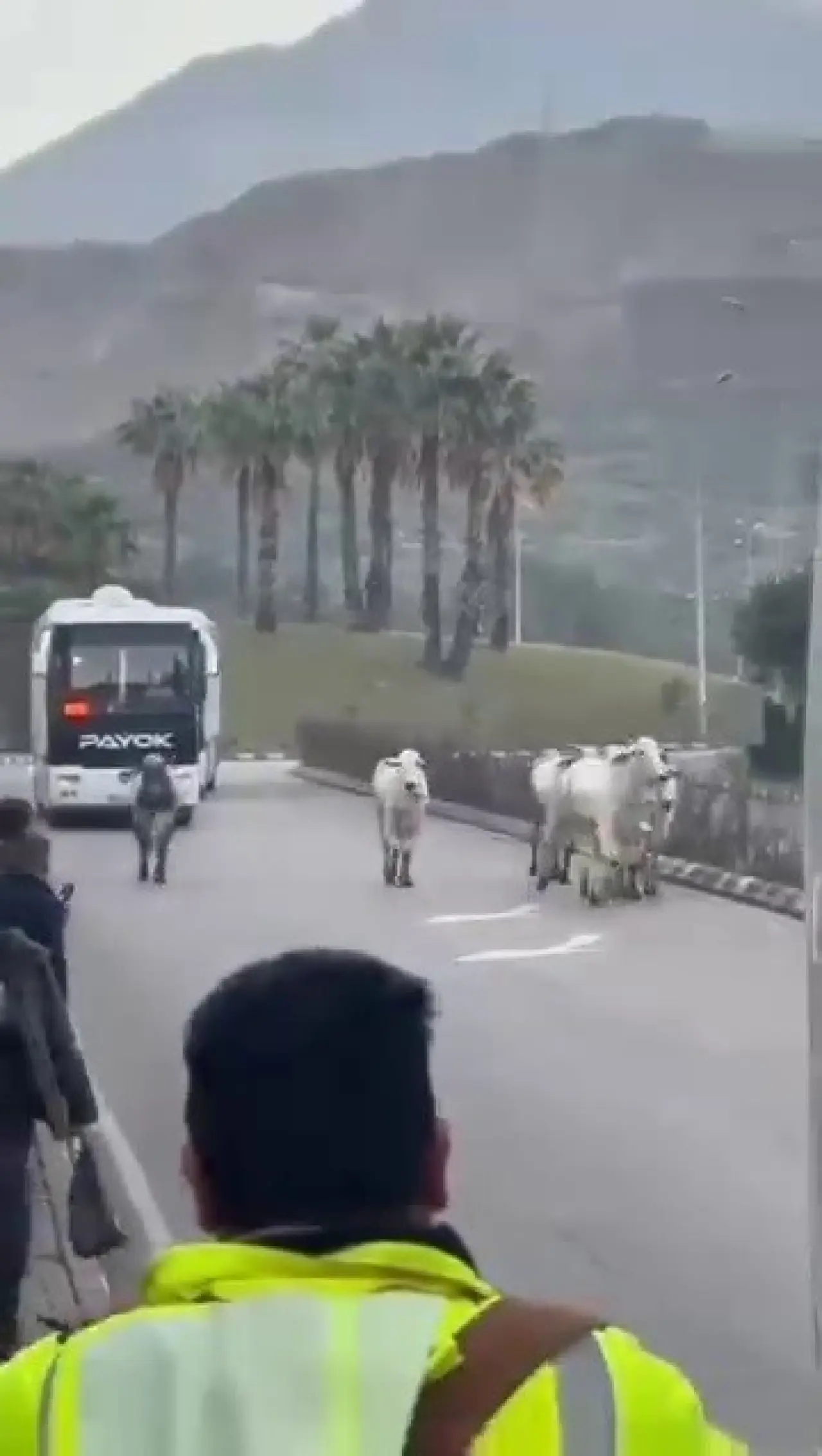 Hatay’da eşine az rastlanır olay! Tır devrildi, anguslar şehri bastı! 1