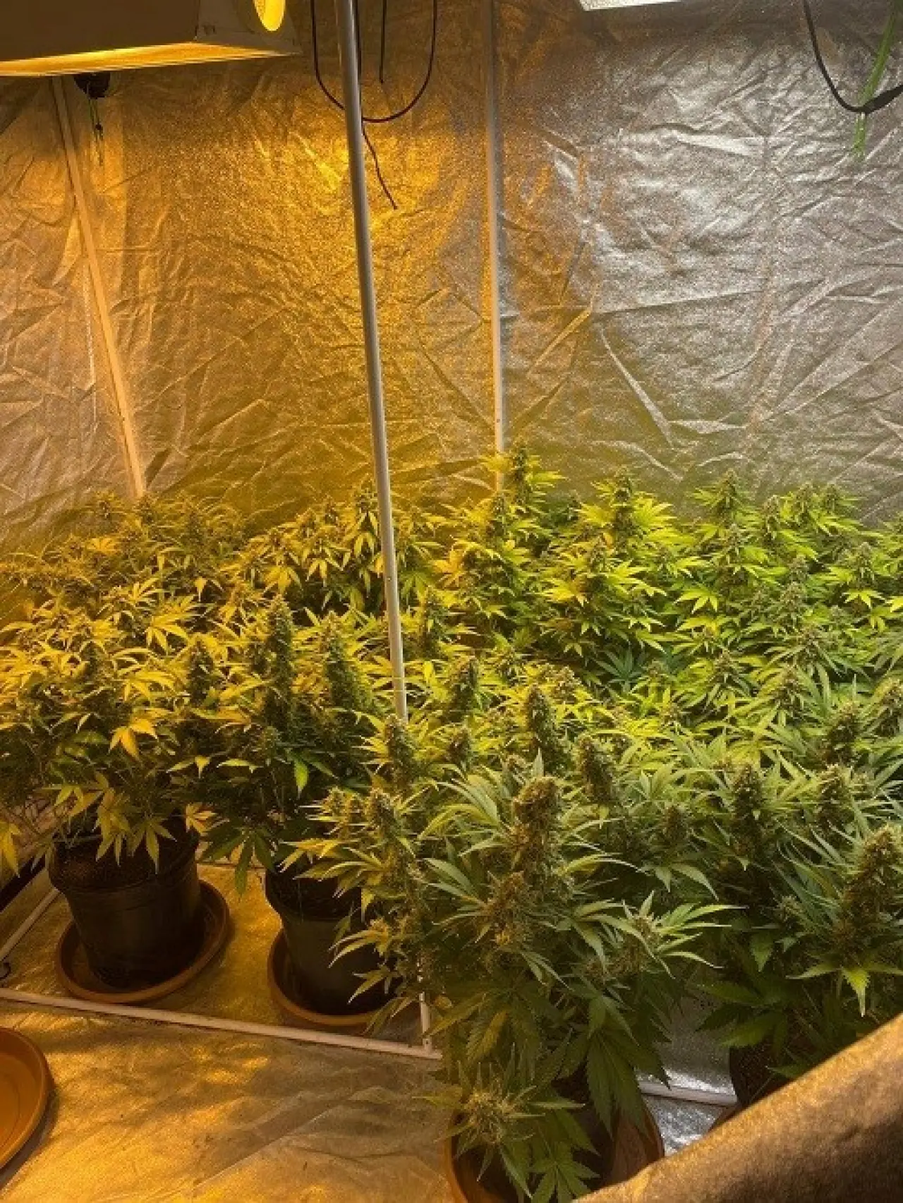 Bahçesine çadır kurdu, skunk yetiştirdi! 2