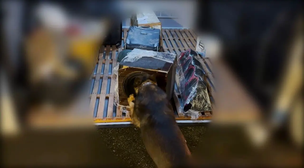 Şeytanın bile aklına gelmezdi: Ses sisteminden zehir fışkırdı! 3