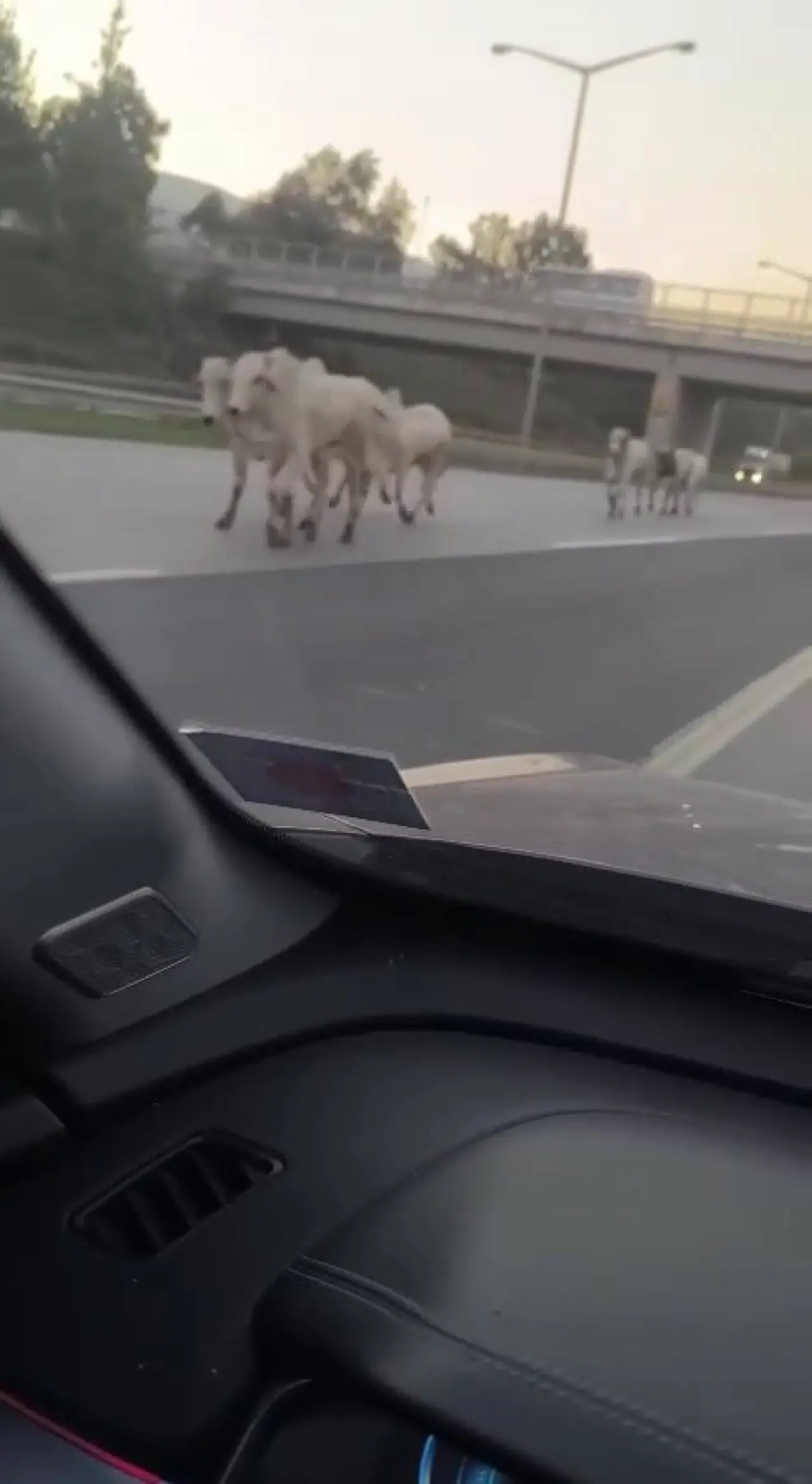 Hatay’da eşine az rastlanır olay! Tır devrildi, anguslar şehri bastı! 6