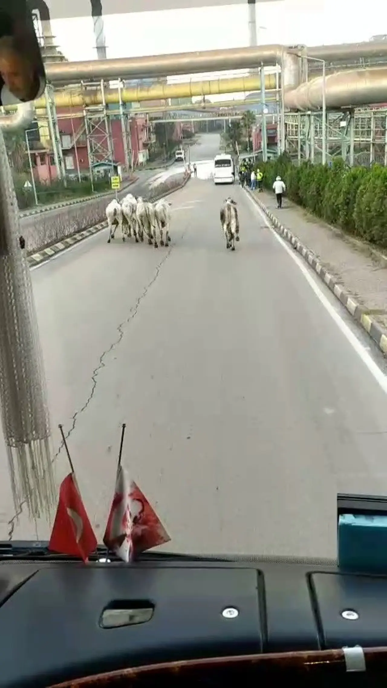 Hatay’da eşine az rastlanır olay! Tır devrildi, anguslar şehri bastı! 4