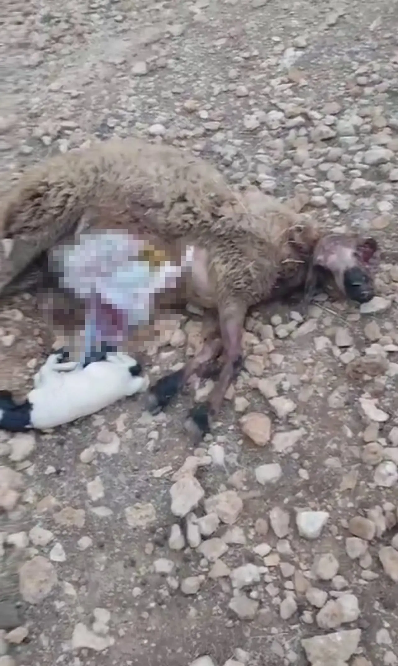 Kurtlar merayı kana buladı: 18 koyun telef oldu! 1