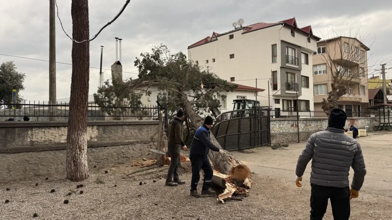 Bursa’da lodos dehşeti! Okul bahçesindeki dev çam ağacı evin üzerine devrildi 4