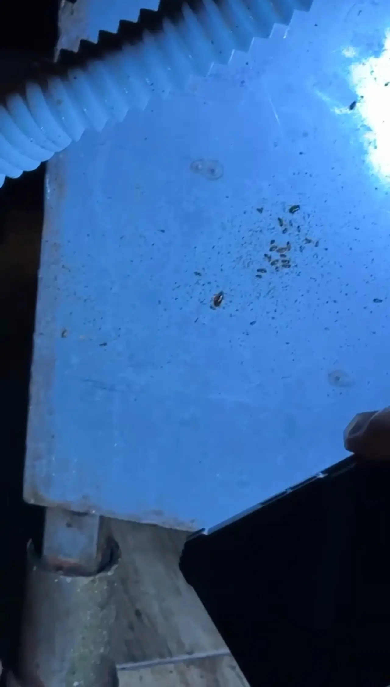 AVM restoranında hijyen skandalı! Böcek yuvası böyle kaydedildi 1