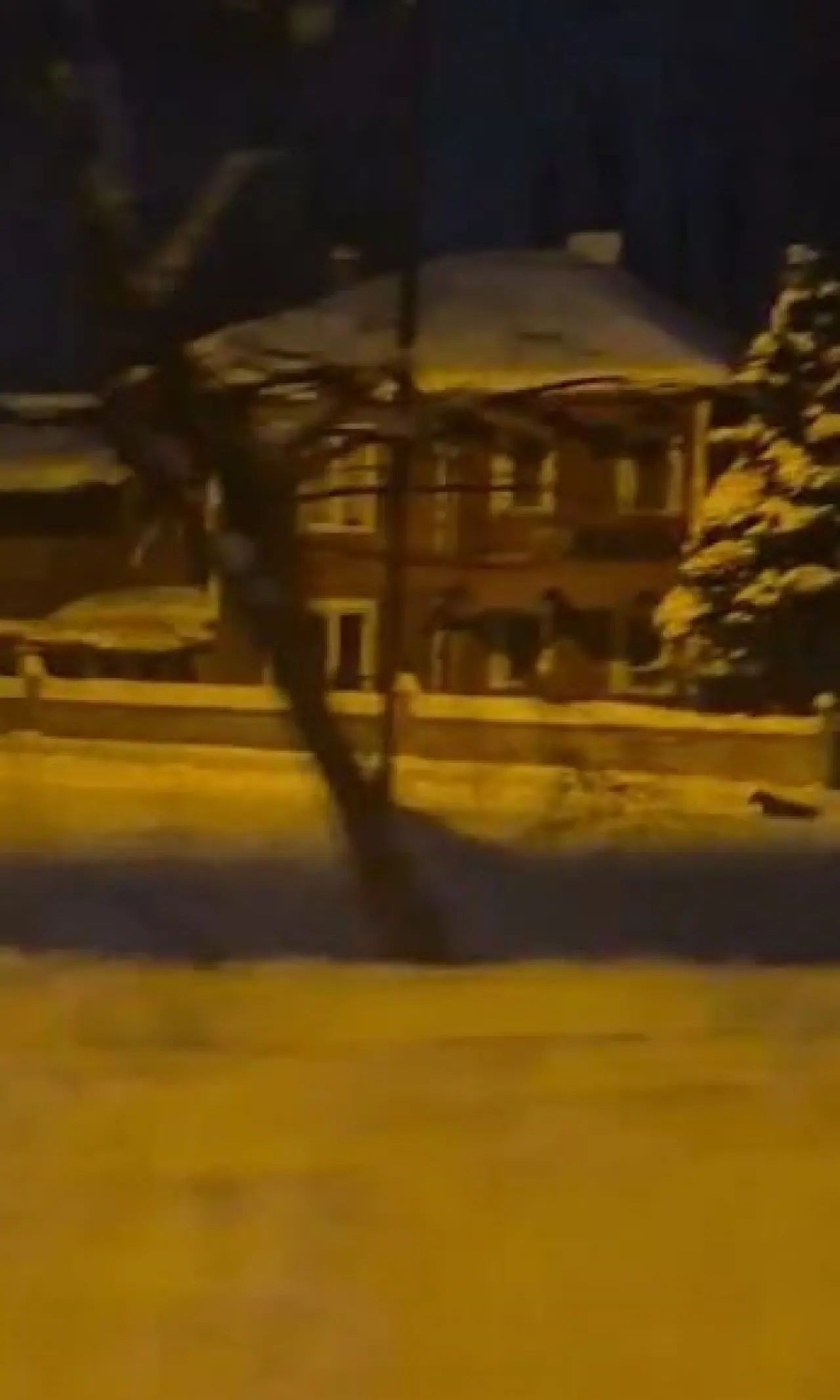 Gemerek’te kurt alarmı! Yiyecek arayan iki kurt kara yolunda görüntülendi 2