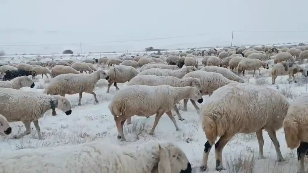 Sivas’ta koyunlar kar altında kaldı, çoban türküleriyle ile mest etti 4