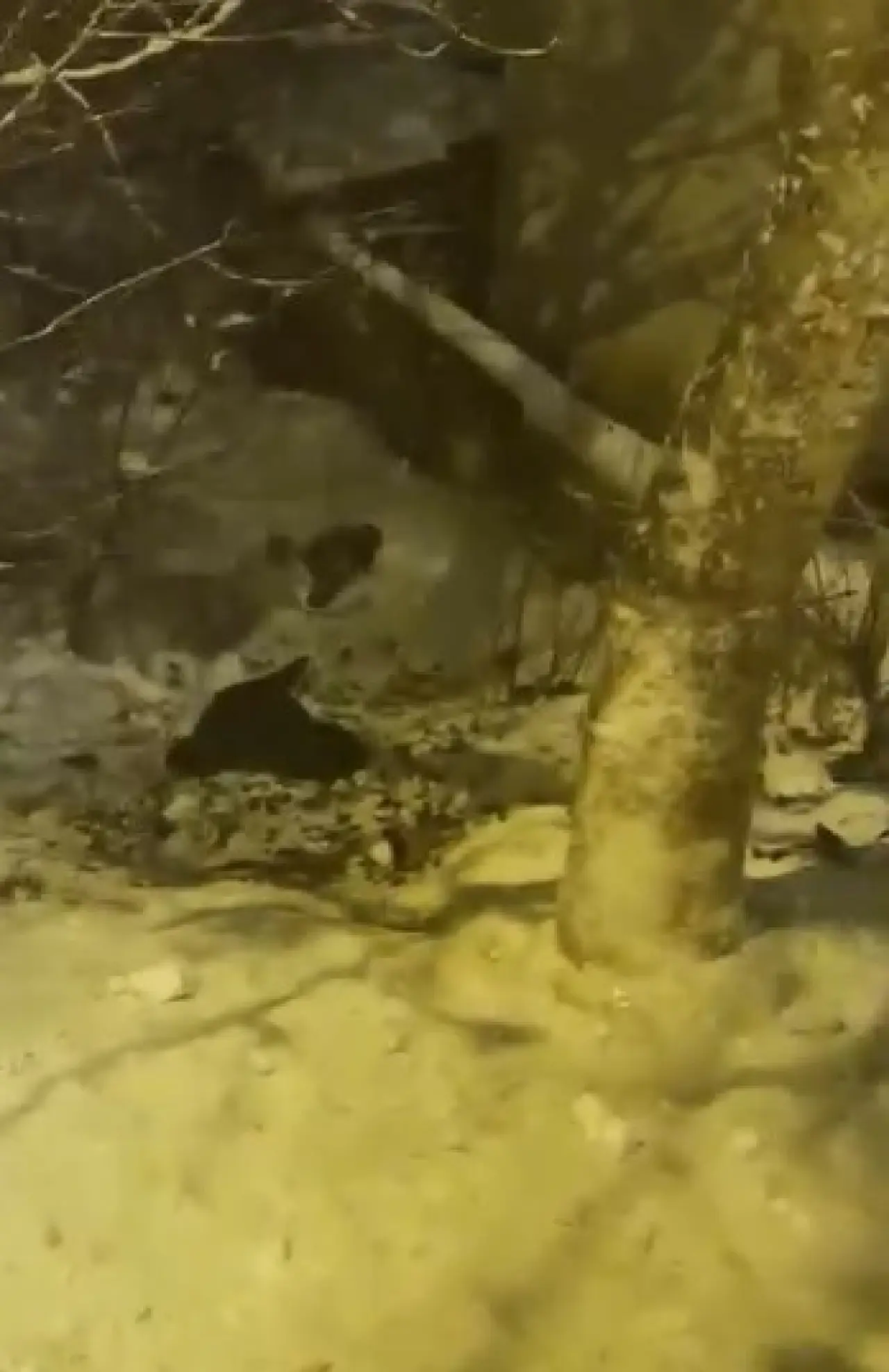 Poşetle kayarken bahçeye uçtular! Tokat'ta kar eğlencesi kabusa döndü 1