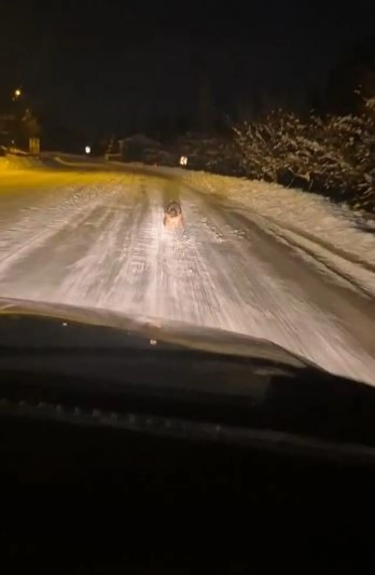 Gemerek’te kurt alarmı! Yiyecek arayan iki kurt kara yolunda görüntülendi 1
