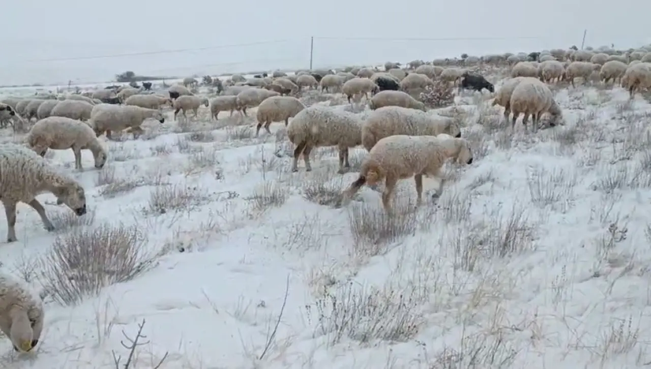 Sivas’ta koyunlar kar altında kaldı, çoban türküleriyle ile mest etti 1