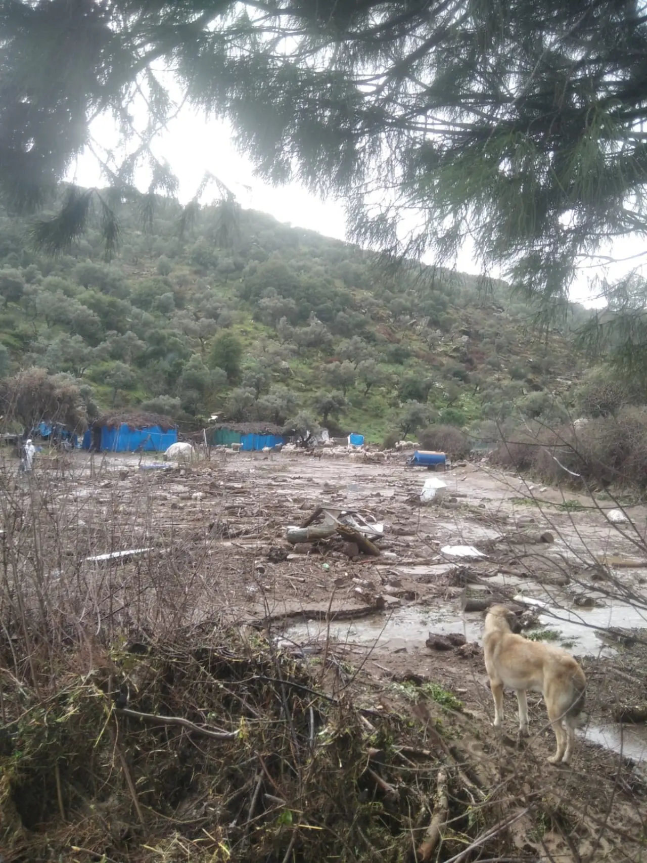 Söke’de sel felaketi! 46 koyun sulara kapıldı 3