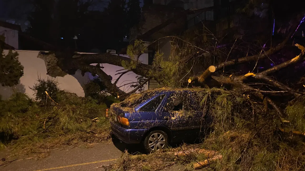 Aydın’da dehşet anları! Ağaç otomobilin üzerine devrildi 4