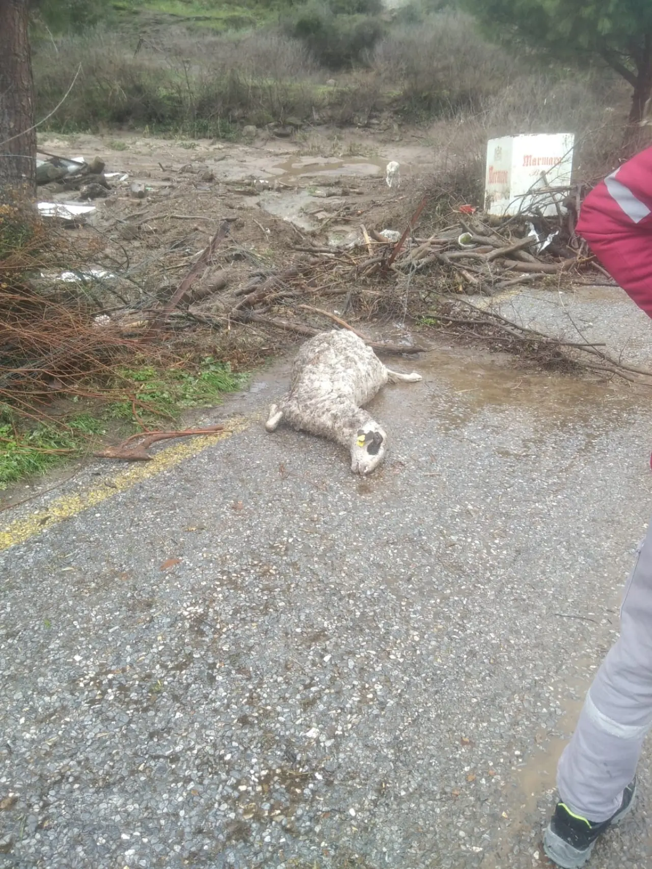 Söke’de sel felaketi! 46 koyun sulara kapıldı 1