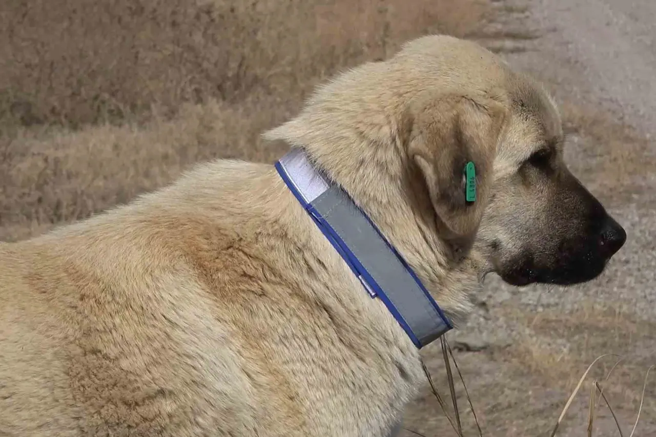 evcil-hayvan-sahiplerine-mikrocip-uyarisi-son-gun-31-aralik-taktirmayana-ceza