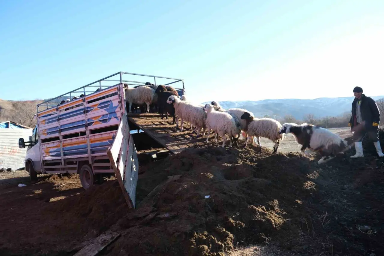 erzincanda-soguk-hava-nedeniyle-suruler-yayladan-indirildi