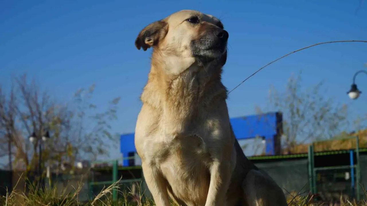 evcil-hayvan-sahiplerine-mikrocip-uyarisi-son-gun-31-aralik-taktirmayana-ceza