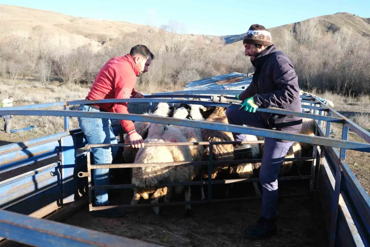 erzincanda-soguk-hava-nedeniyle-suruler-yayladan-indirildi