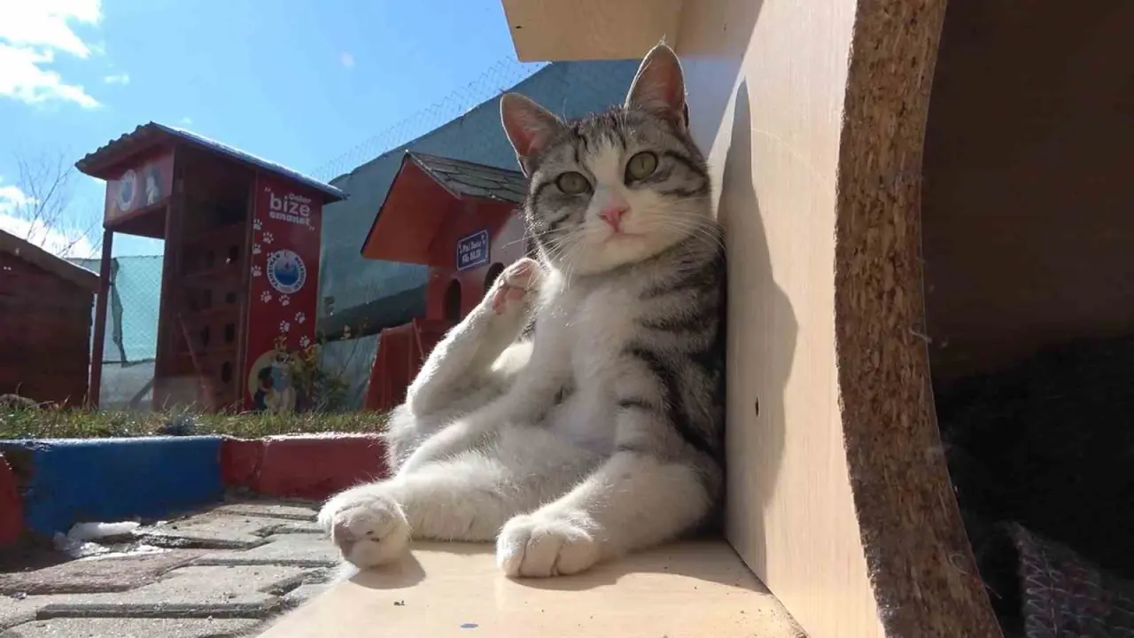 evcil-hayvan-sahiplerine-mikrocip-uyarisi-son-gun-31-aralik-taktirmayana-ceza