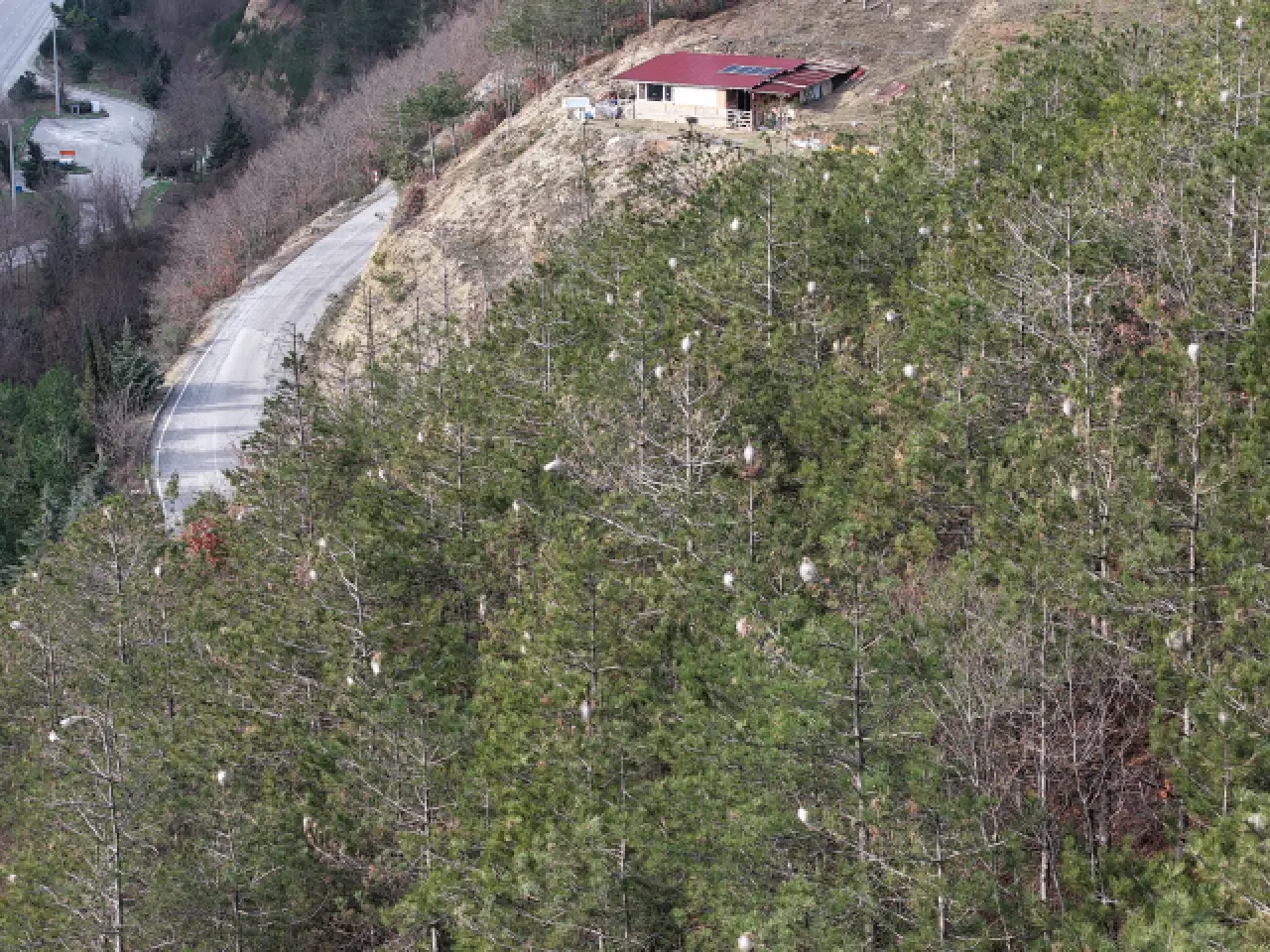 Hem ağaca hem insanlara zararı var: Samsun ormanlarında çam kese tırtılı istilası