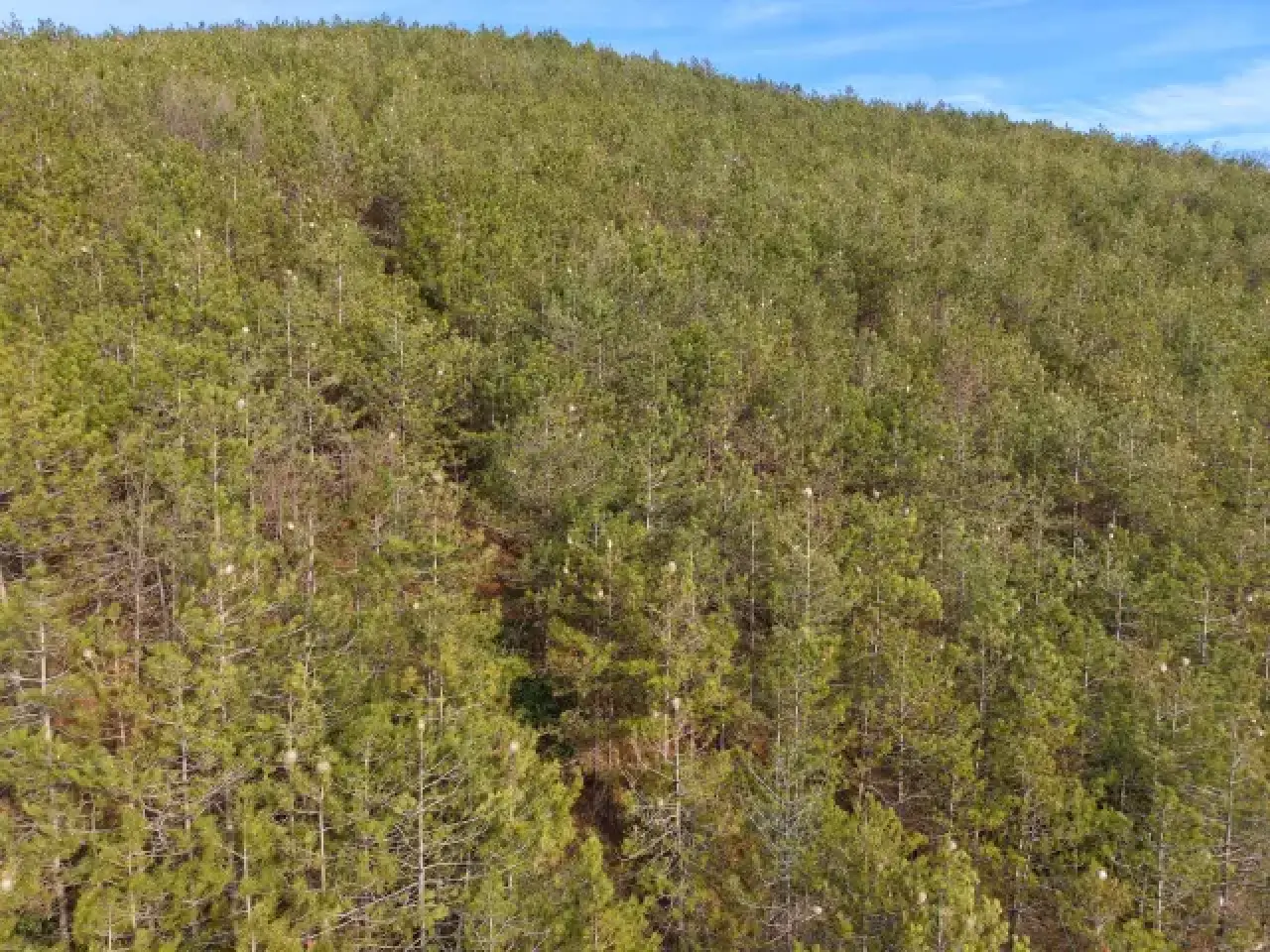 Hem ağaca hem insanlara zararı var: Samsun ormanlarında çam kese tırtılı istilası